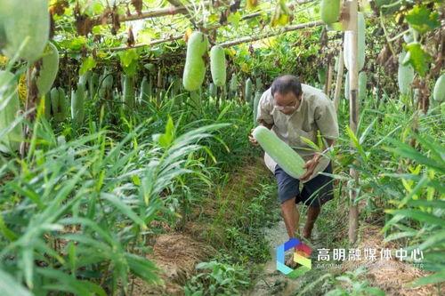 白洞吃瓜,一场穿越时空的吃瓜盛宴